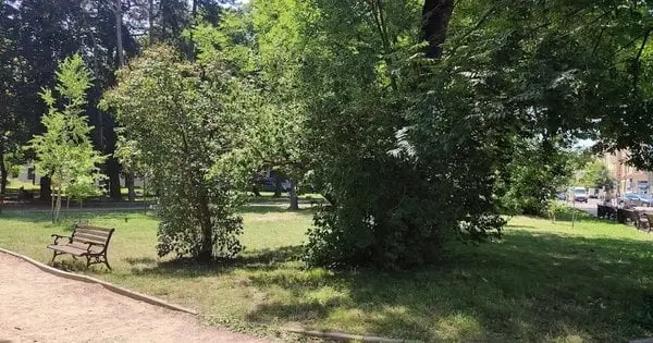 У Львові створять перший в Україні науковий центр зі збереження старовікових дерев