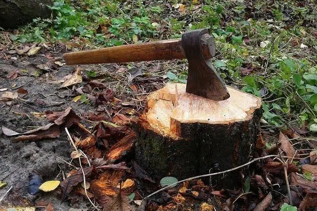 На Бучанщині повідомили про підозру восьмому учаснику угруповання, що два роки незаконно вирубувало ліси