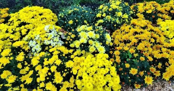 Не всі хризантеми можуть пережити зиму: як зберігати кущі після викопування