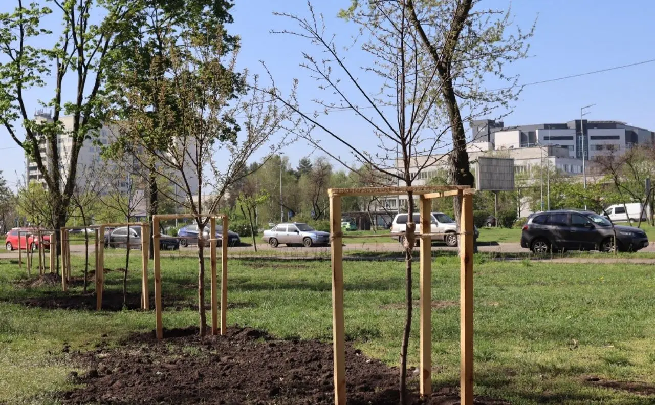 Тисячі дерев, кущів та мільйони квітів: Київ має залишатися зеленим