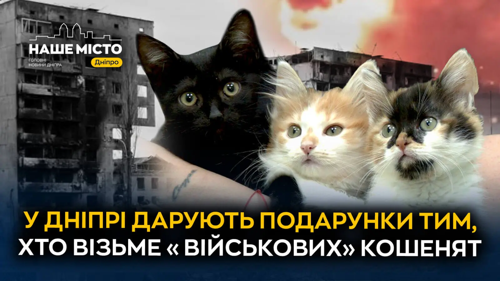 У Дніпрі дарують подарунки тим, хто візьме «військових» кошенят