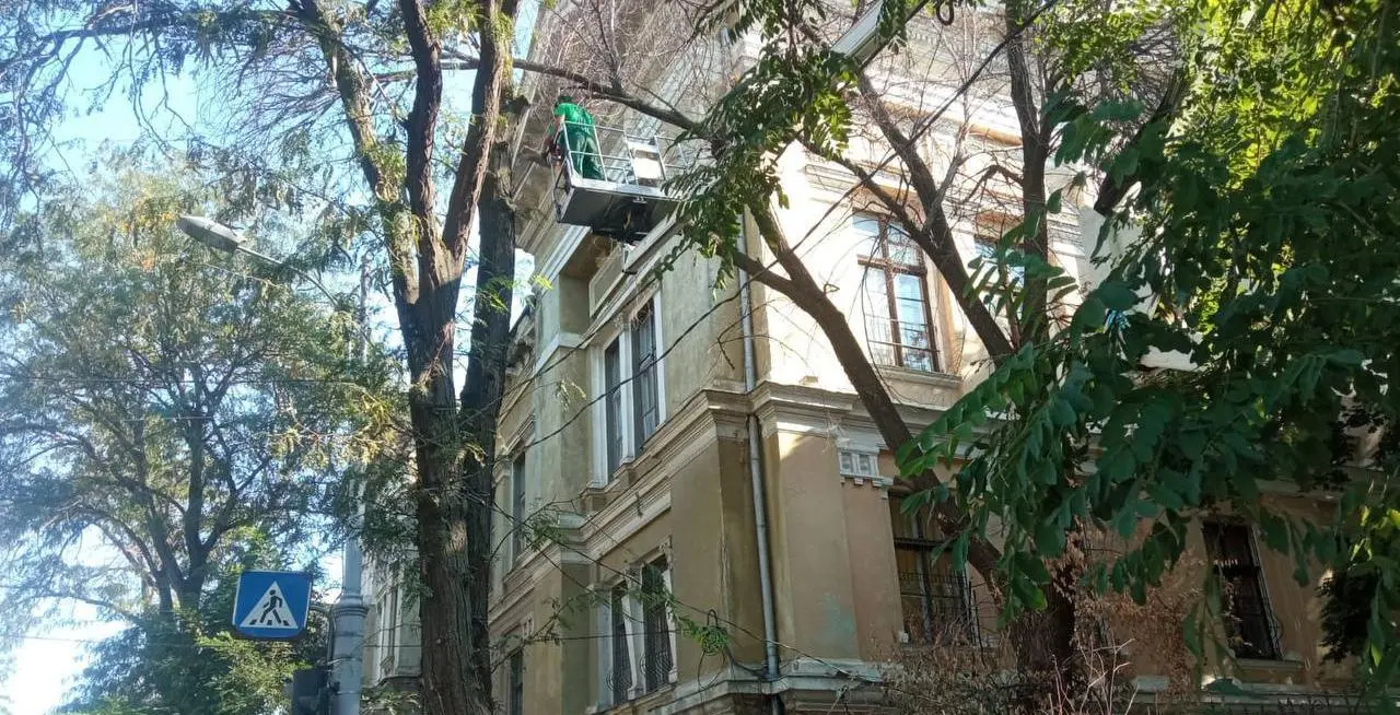 В Одесі цієї осені планують висадити близько тисячі молодих дерев
