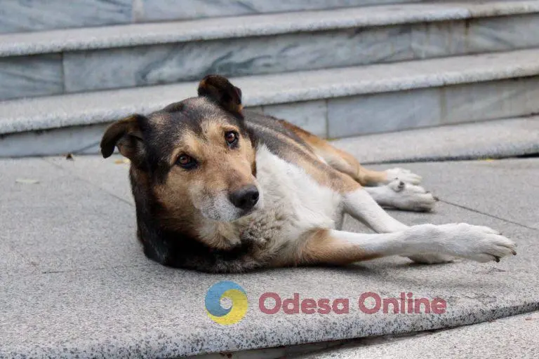 На Одещині поліцейські розшукала водія, який на смерть збив на собаку й залишив місце ДТП