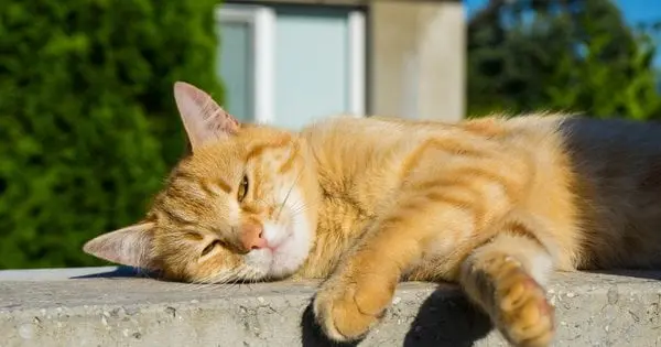 Як допомогти коту пережити спеку і врятувати від перегріву: корисні поради