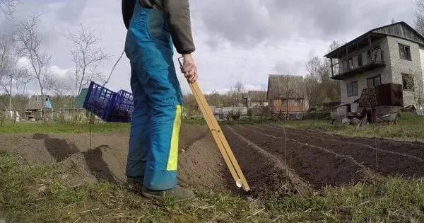 Підгортати треба не тільки картоплю: які ще овочі цього потребують