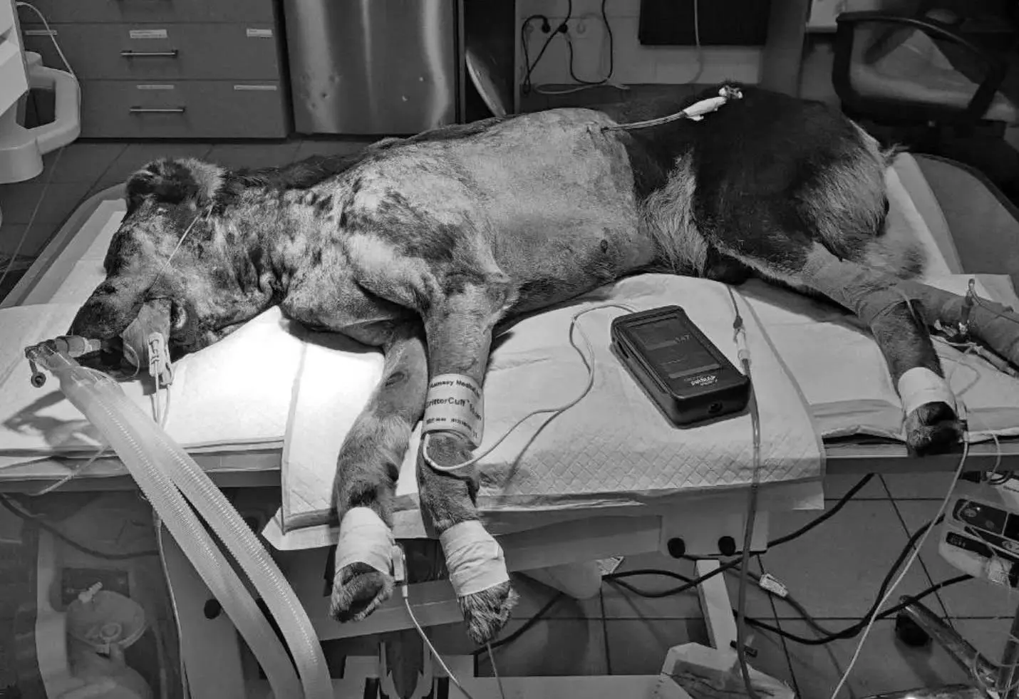 В Одесі помер пес, якого знайшли з вогнепальними пораненнями