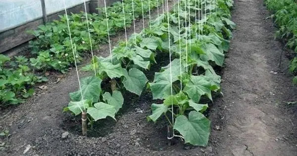 Підвʼязувати чи ні: переваги і недоліки двох способів вирощування огірків