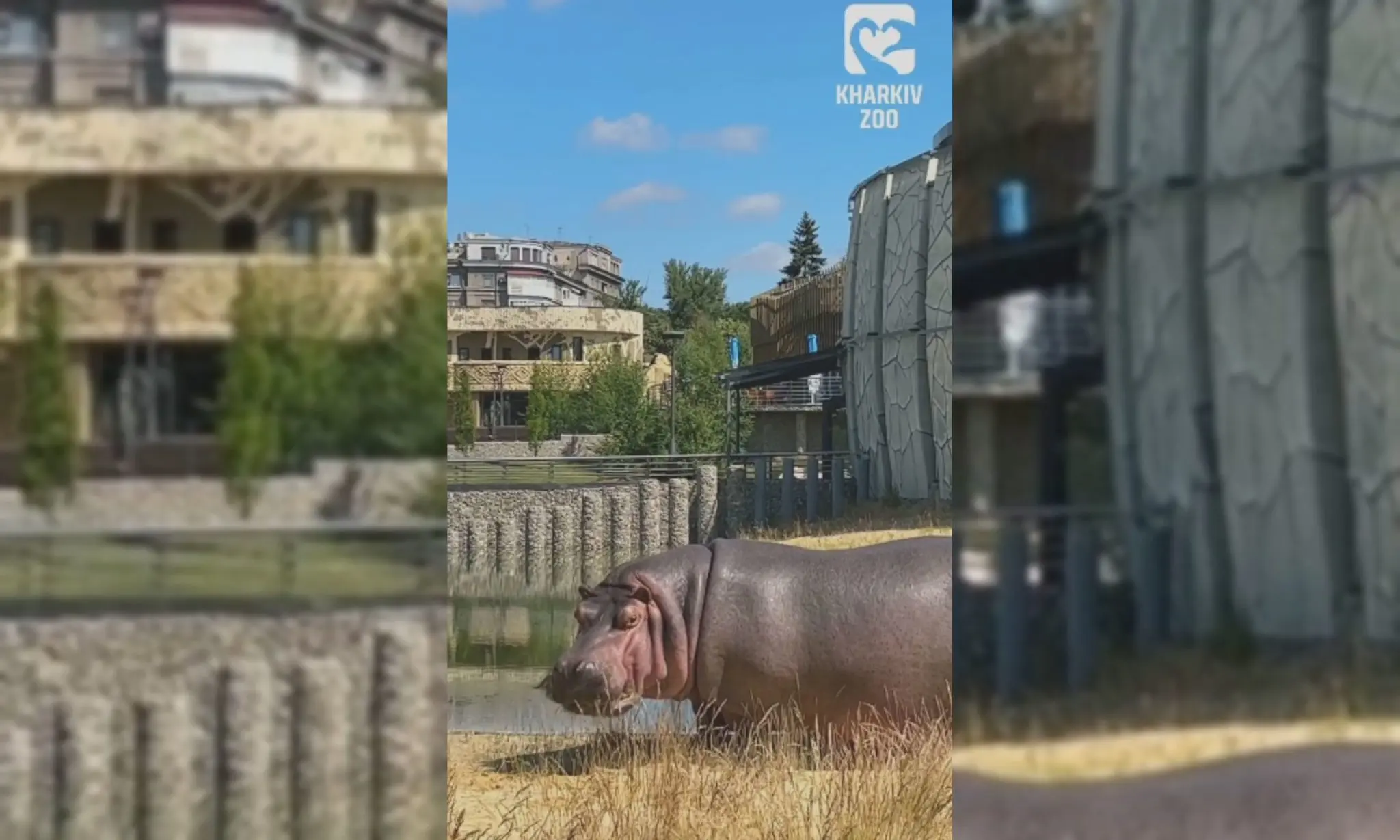 У бегемотихи Степаниди в Харківському зоопарку розпочались літні канікули 📹
