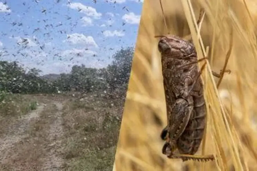 У південних областях нашестя сарани, на Вінниччині рекомендується обстеження сільськогосподарських угідь