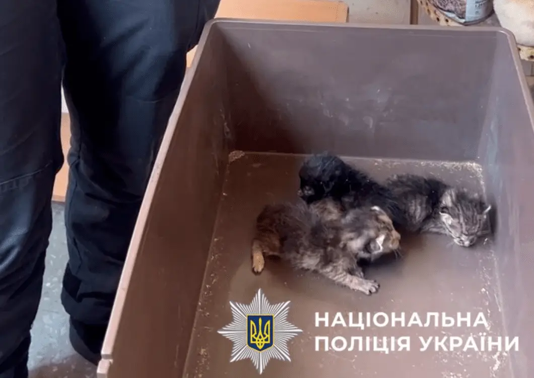 У Києві знайшли самотню літню жінку померлою, врятували 9 котів
