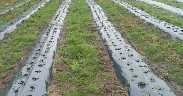 На Львівщині міська влада забрала у фермерів землю, на якій вони вирощували полуницю