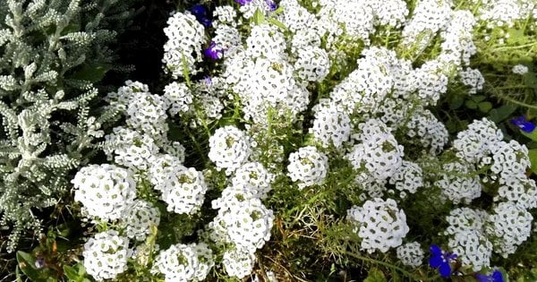 Радуватимуть до пізньої осені: топ-10 невибагливих квітів, які варто посадити саме у травні