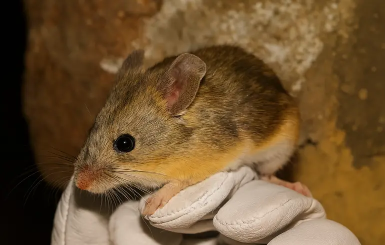 5 найдивніших видів мишей за версією природознавців BBC Discover Wildlife