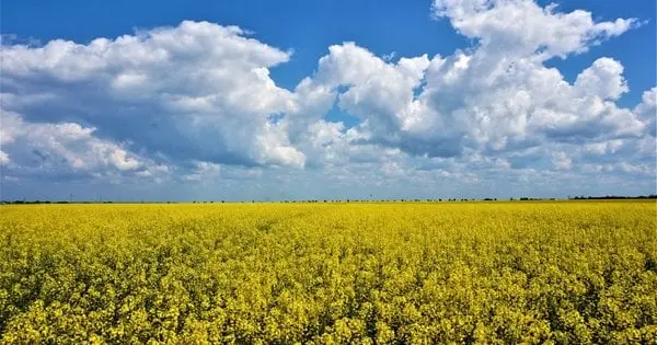 На території кладовища неподалік Тернополя посіяли ріпак
