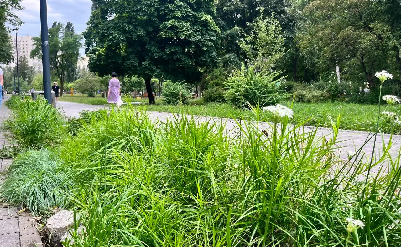 Цього року у Києві ще в чотирьох локаціях створять дощові садки: що це дає