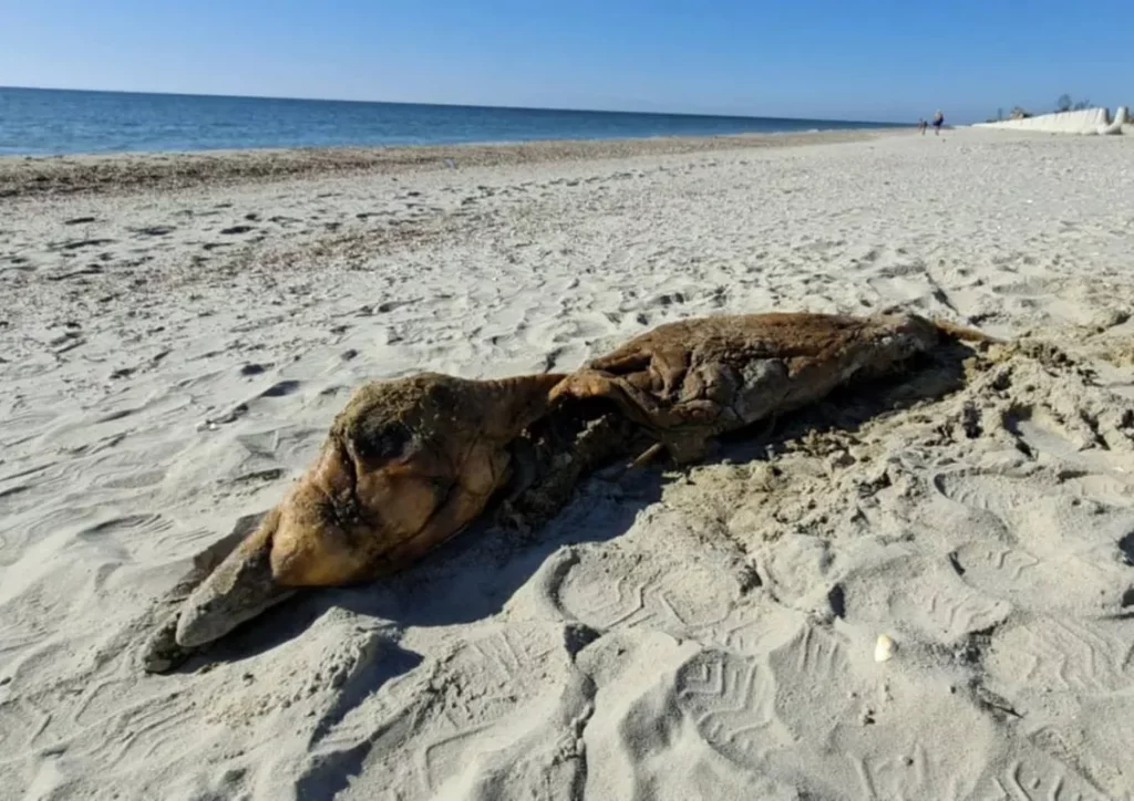 В Одеській області море винесло на берег останки двох великих дельфінів (фото)