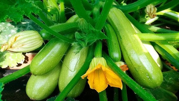 Як домогтися рясного врожаю кабачків: ключові правила вирощування