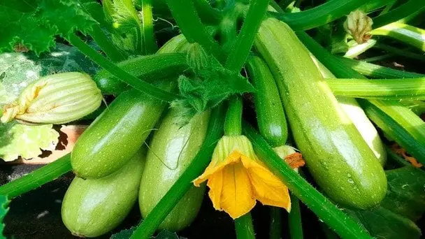 Через ці помилки кабачки гниють прямо на кущах: як уникнути проблеми