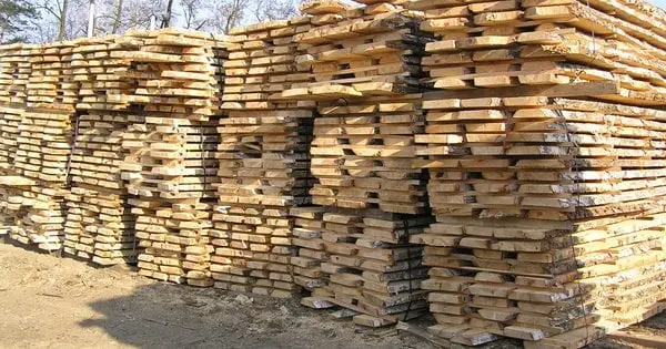 На Прикарпатті оголосили підозру директору агролісгоспу за збитки у 2 млн грн