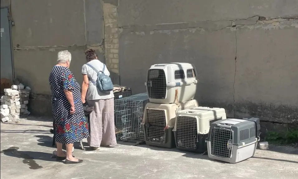 Мешканці села виганяють евакуйованих жінок через тварин: що відомо про конфлікт на Вінниччині