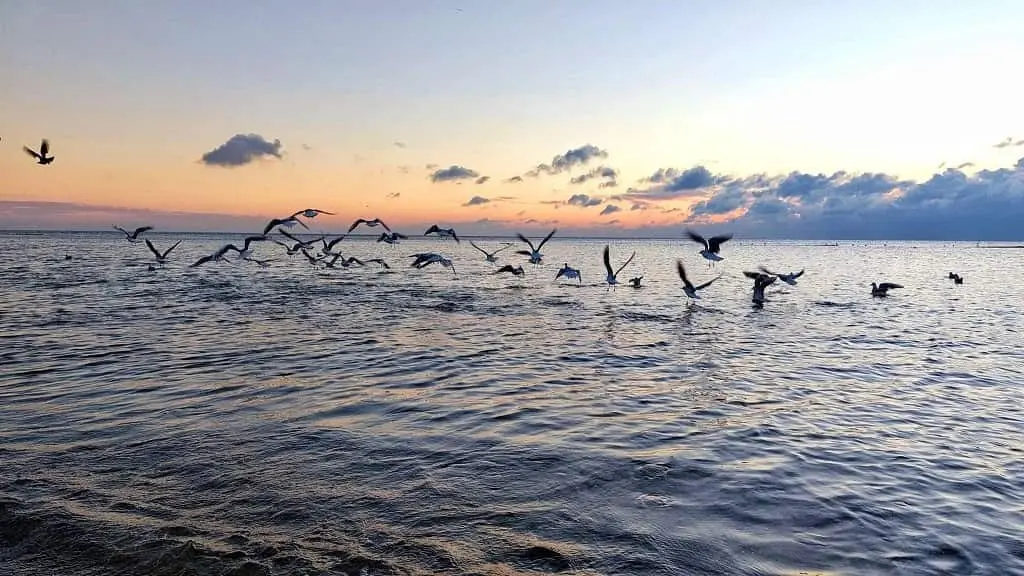 Температура морської води в Одесі: чи буде комфортно купатися сьогодні