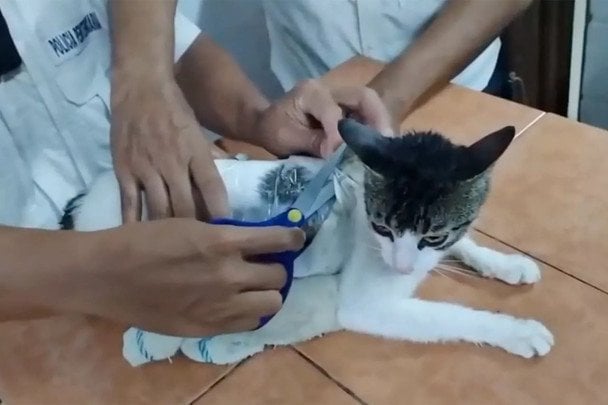 Охоронці в’язниці упіймали кота, який переносив наркотики: відео
