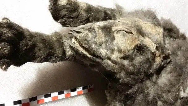 Відкриття шокувало вчених: цуценят льдовикового періоду вважали собаками, але правда виявилася іншою