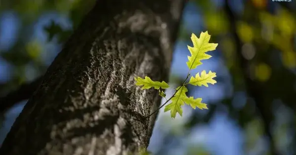 Символ сили і стійкості, що може вам зашкодити: чому дубу не місце біля дому
