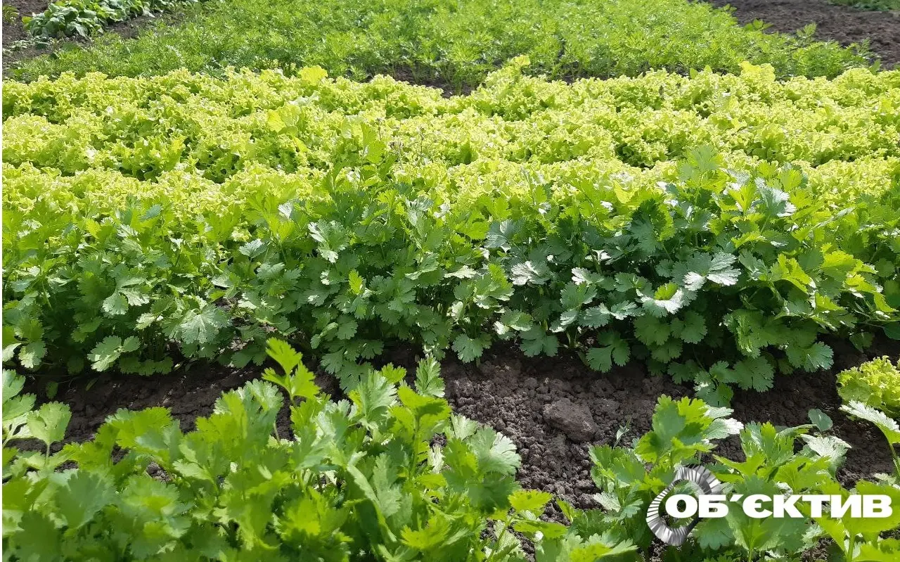 Що сіяти восени: поради городникам