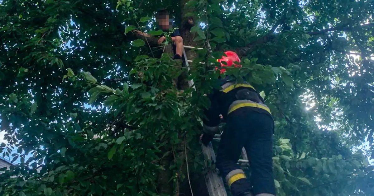 У Вінниці рятувальники зняли з дерева хлопчика, який не міг злізти самостійно