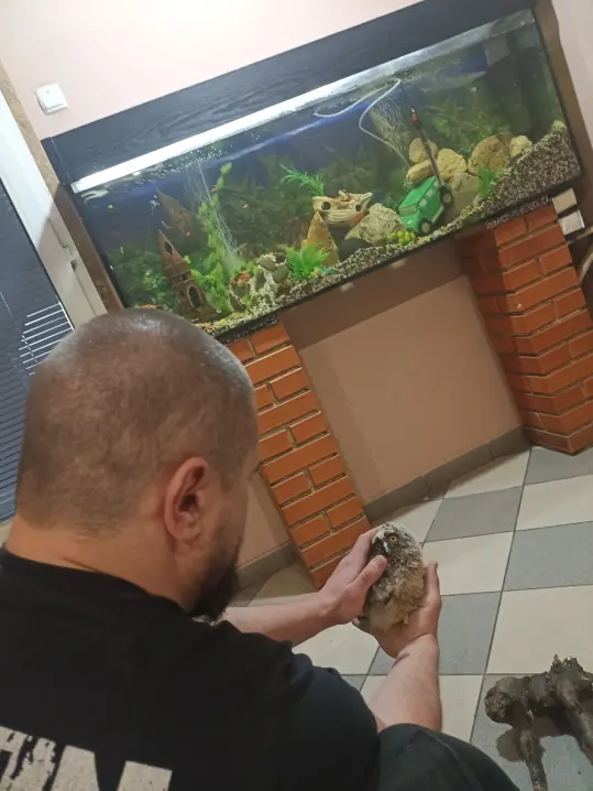 У Чернівцях врятували пташеня боривітра — зоозахисники просять допомогти іншим диким птахам