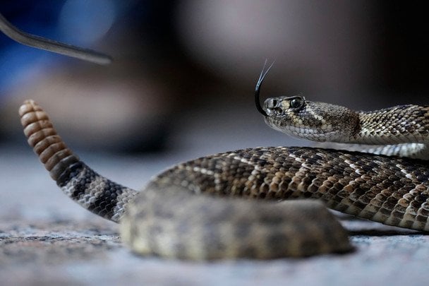 Три види змій живуть біля Чорнобильської АЕС: вчені назвали, які з них є небезпечними