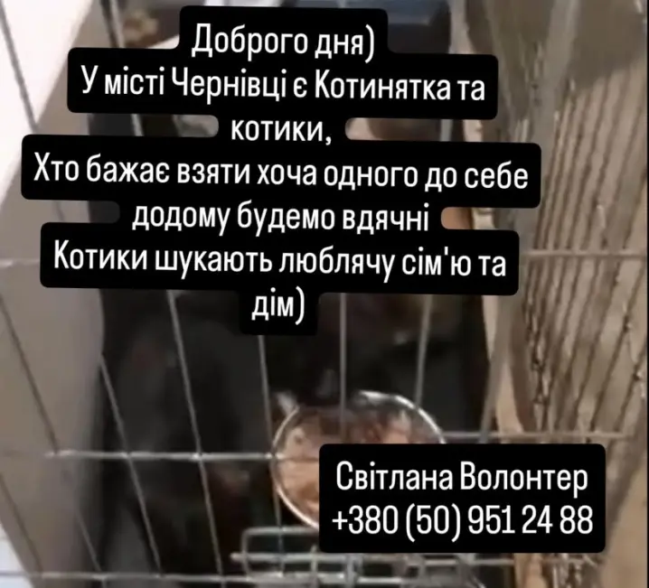 У Чернівцях волонтери просять допомогти знайти дім для котиків