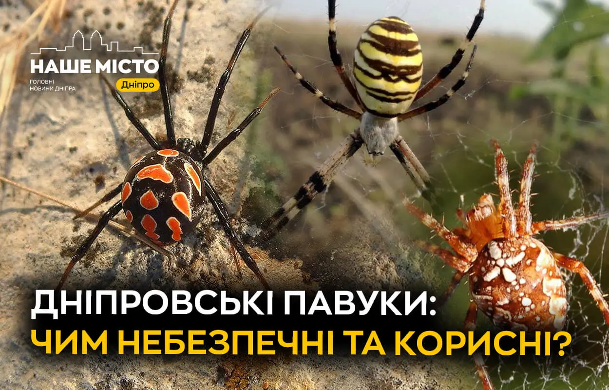  Дніпровські павуки: чим небезпечні та корисні