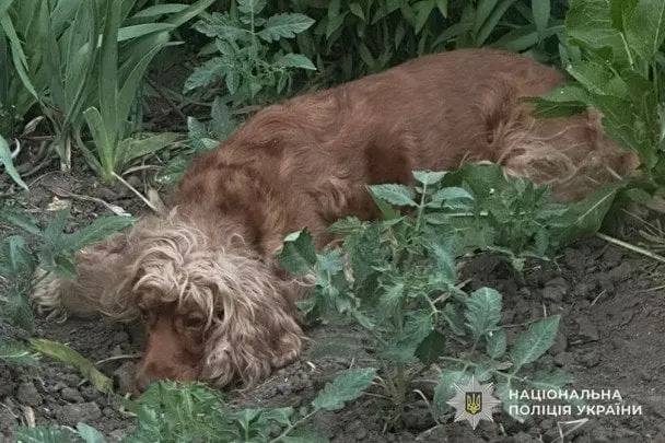 У Тернополі чоловік викинув свого собаку з 8 поверху: як його покарають