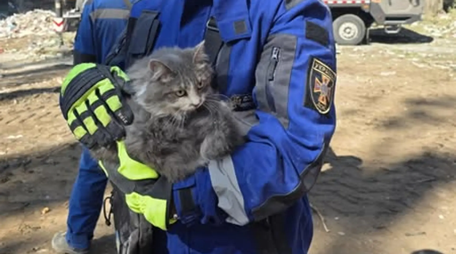 Провели під завалами близько доби: у Києві рятували ще двох котів зі зруйнованої багатоповерхівки