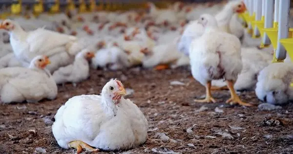 Фірма земельних магнатів Лабазюків побудує нову птахоферму для бройлерів на Хмельниччині