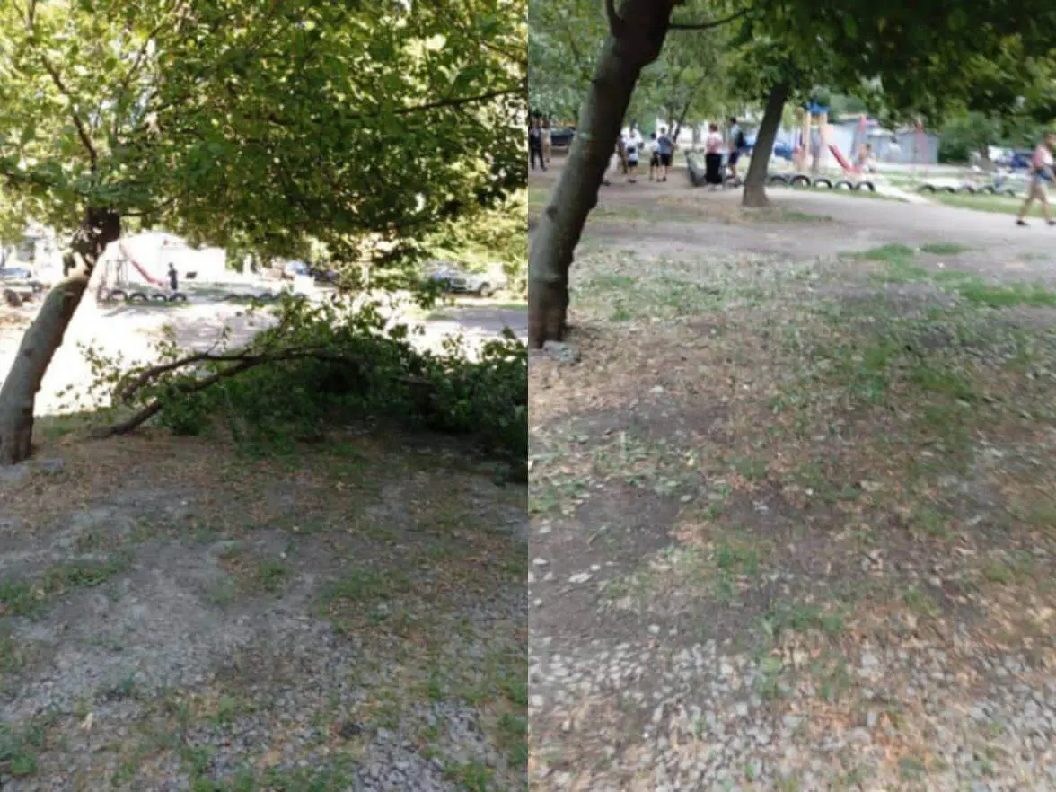 У Дніпрі продовжують видаляти, обрізати та омолоджувати аварійні дерева за заявками містян