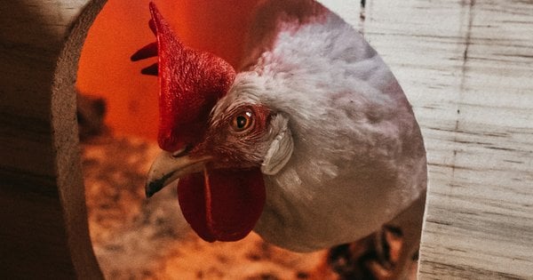Це має знати кожен фермер: чи нестиметься курка без півня