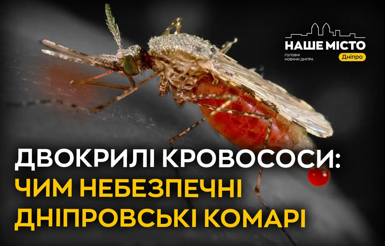 Двокрилі кровососи: чим небезпечні дніпровські комарі 