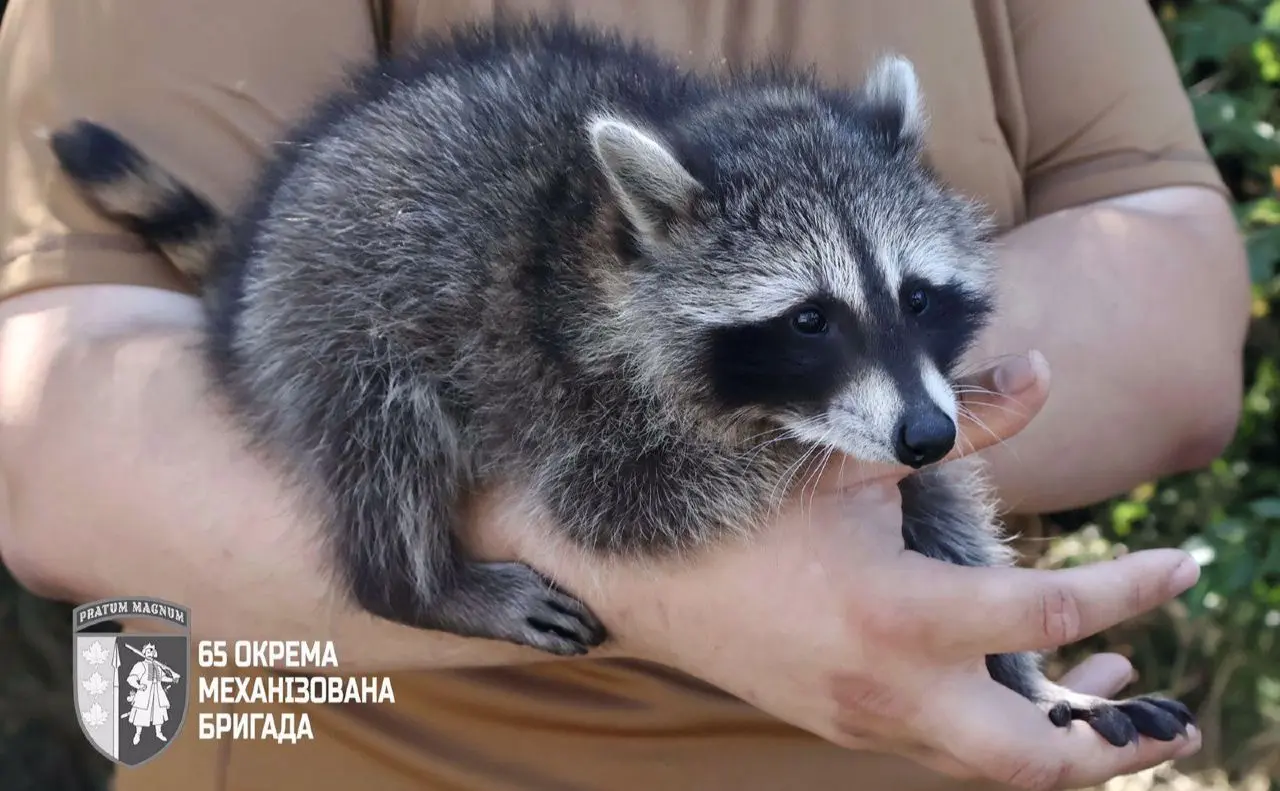 У підрозділі ЗСУ служить молодий єнот