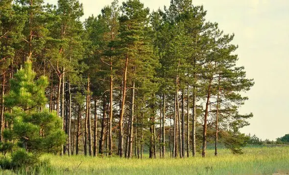 До кінця року у лісах Вінниччини відкриють нові рекреаційні пункти