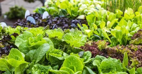 Що посадити влітку після збирання врожаю цибулі і часнику: 5 культур
