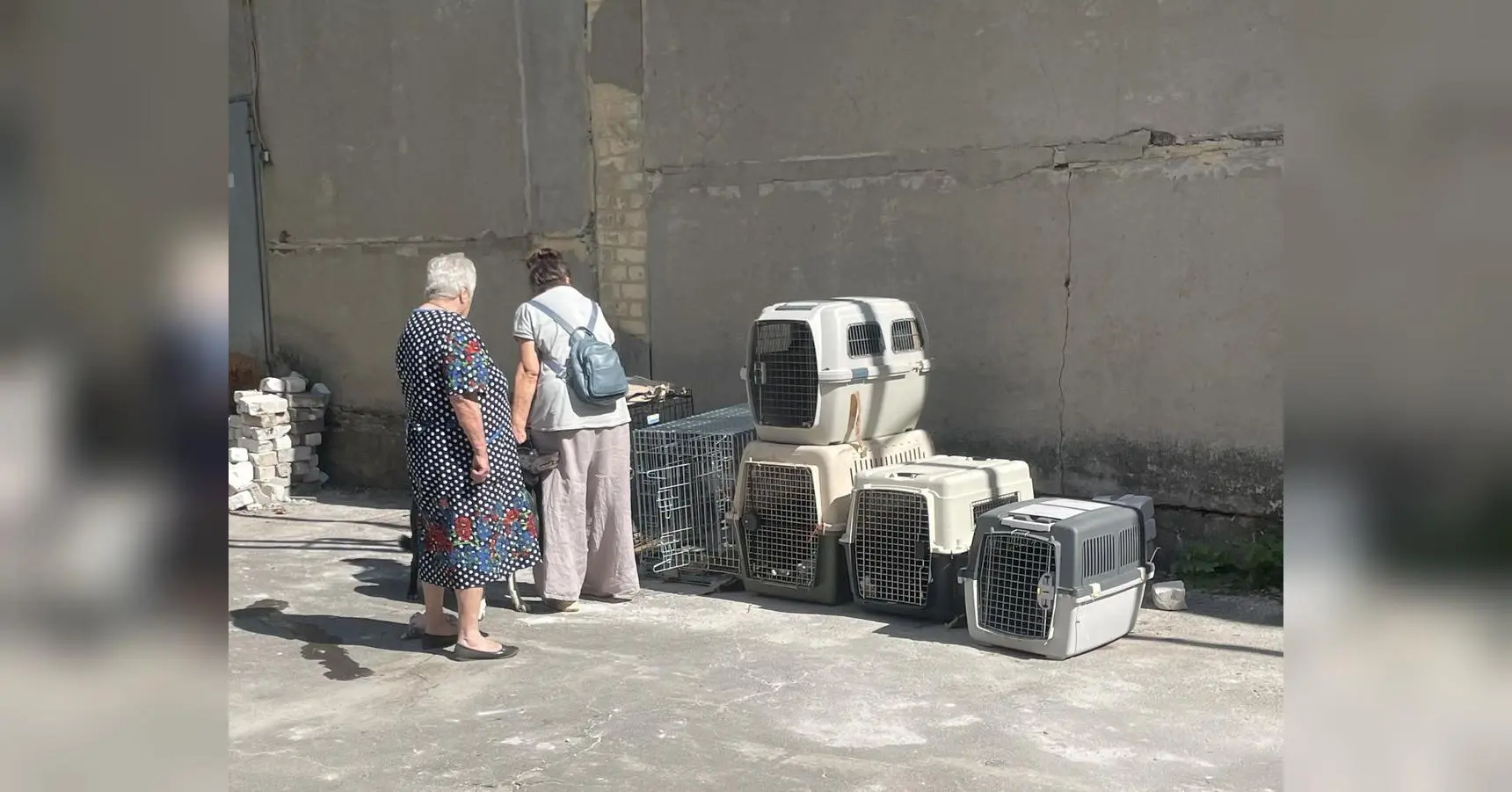 На Вінниччині своя реальність: переселенок з-під Покровська з тваринами виганяють із села