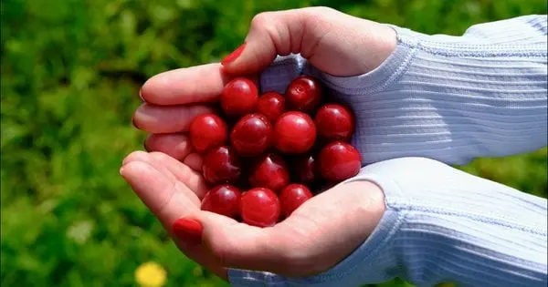 Не лишиться й сліду: як ефективно вивести плями від вишні з одягу