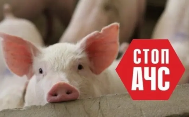 Через спалах африканської чуми свиней на Гайсинщині запроваджено карантин