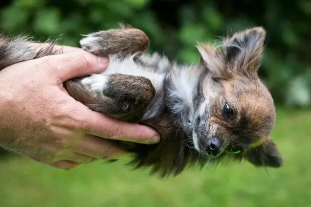 Які породи маленьких собак живуть найдовше: результати досліджень