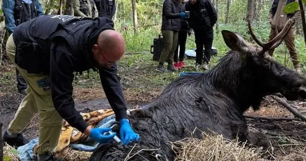 Зооволонтери врятували лося, який на кілька днів застряг у болоті на Рівненщині