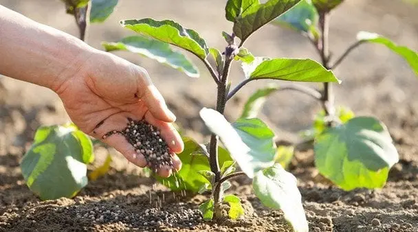 Підживлення баклажанів для стимуляції зав’язі та багатого врожаю