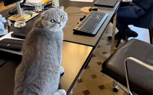 Прем&#700;єр Бельгії узяв на роботу кота